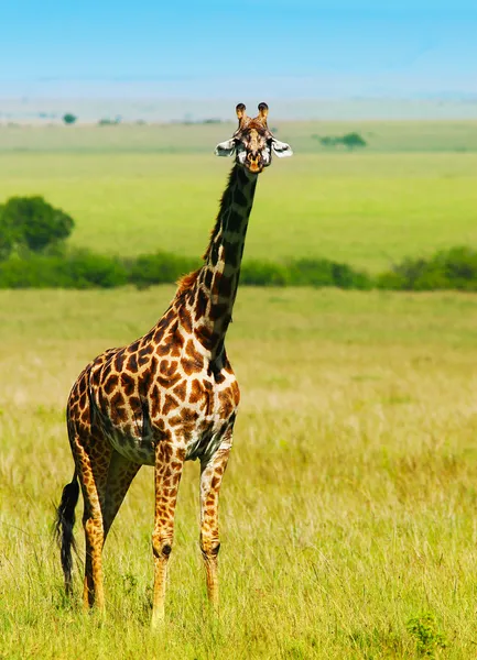 Stora vilda afrikanska giraff — Stockfoto