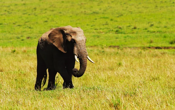Grande elefante africano selvagem — Fotografia de Stock