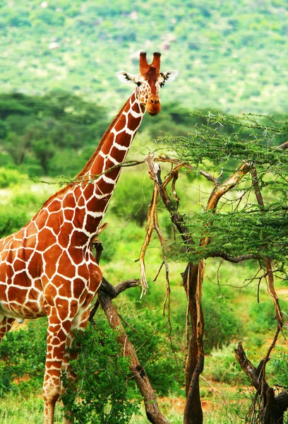 长颈鹿在野外 — 图库照片