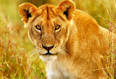 Beautiful wild african lioness clipart