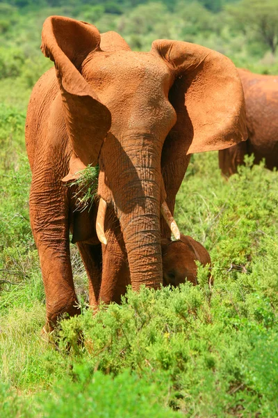 Africký slon v divočině — Stock fotografie