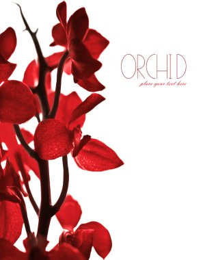 Red orchid border clipart