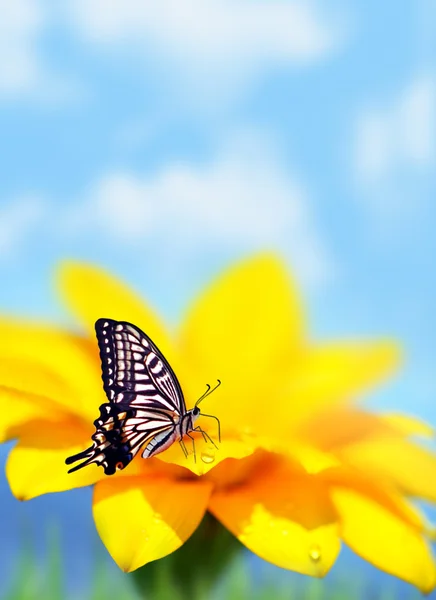 Monarch motýl na žluté květině — Stock fotografie