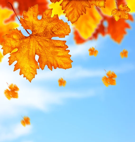 Krásný podzimní strom listy pozadí hranice — Stock fotografie