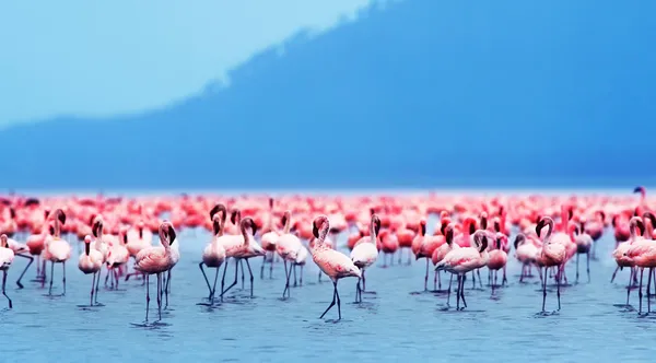 Afryki flamingi — Zdjęcie stockowe