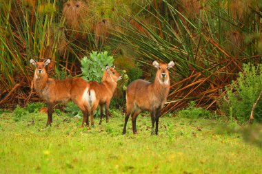 Family of waterbuck clipart