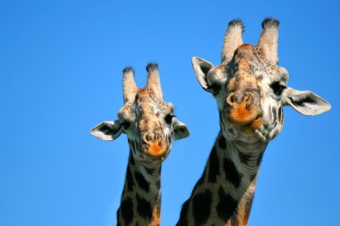 Mother and baby giraffe clipart