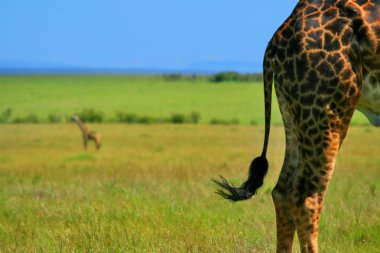 Close-up on Giraffe skin clipart