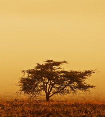 Lonely tree in the mist clipart