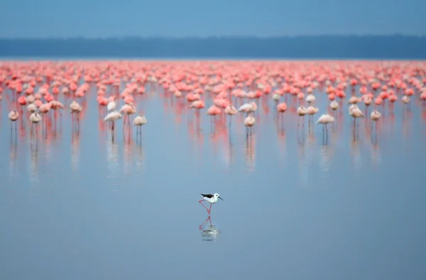 Herden von Flamingos — Stockfoto
