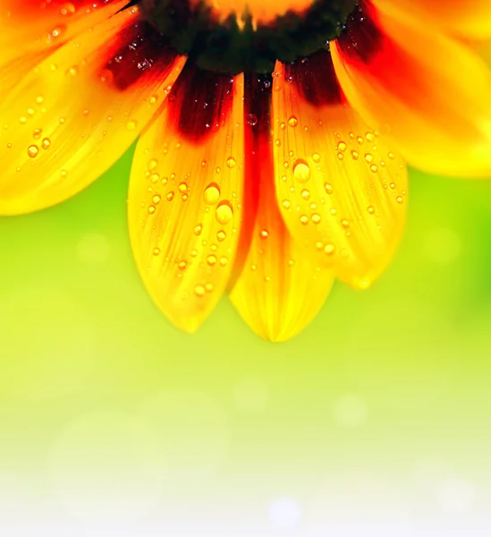 Flor abstracta colorido fondo floral — Foto de Stock