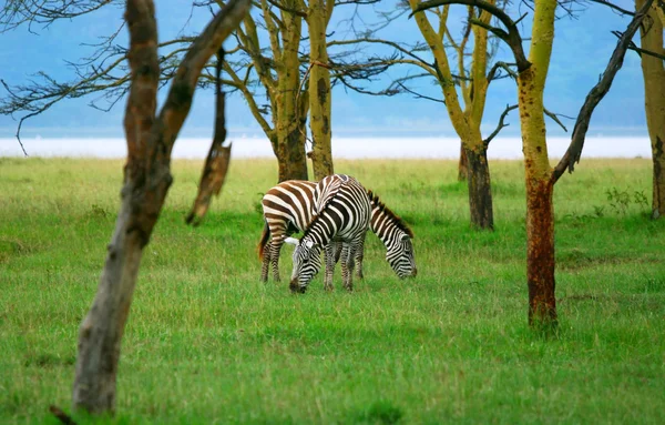 Vilda zebror — Stockfoto