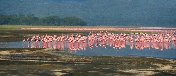 Bandos de flamingo — Fotografia de Stock