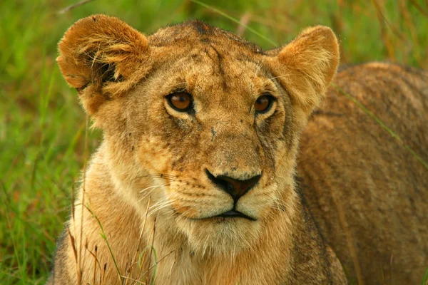 Lwica w środowisku naturalnym — Zdjęcie stockowe