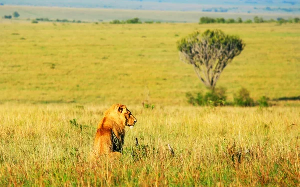 Leão africano selvagem — Fotografia de Stock
