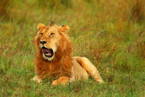 Giovane leone africano selvatico — Foto Stock