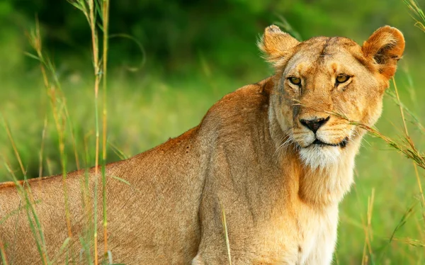 Hermosa leona africana salvaje —  Fotos de Stock