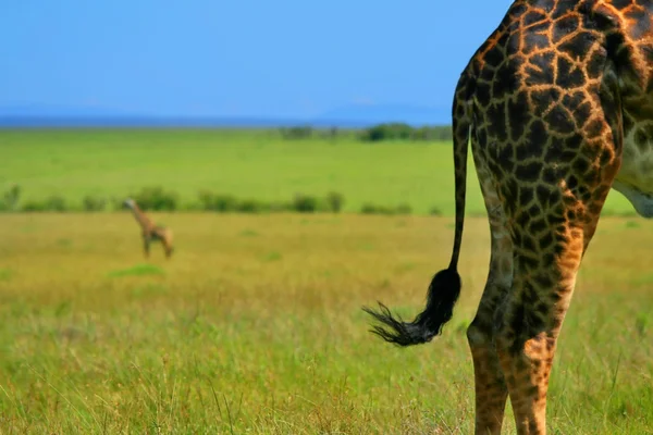 Primer plano en la piel de la jirafa —  Fotos de Stock