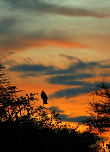 Marabut bocian spanie na gałęzi drzewa — Zdjęcie stockowe