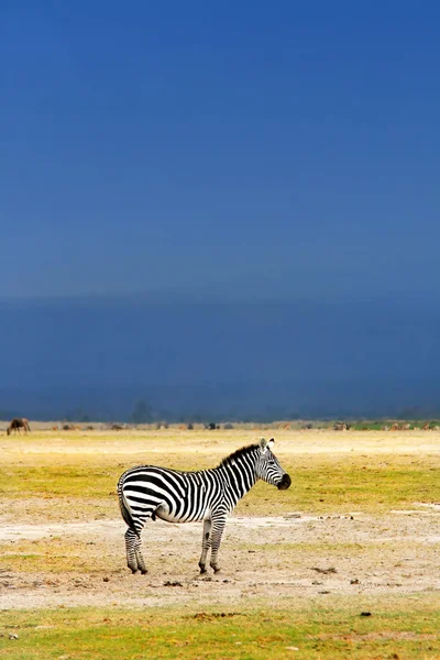 Африканская дикая зебра — стоковое фото