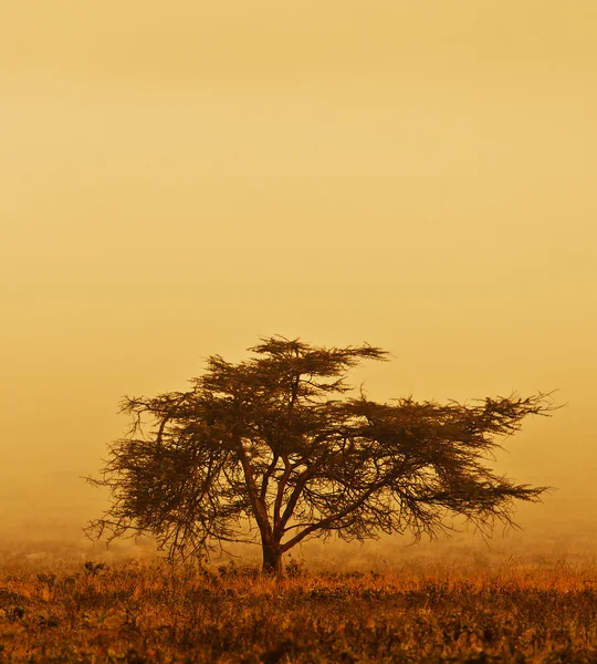 雾中棵孤独的树 — 图库照片