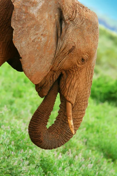Elefant in freier Wildbahn — Stockfoto