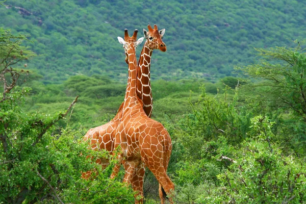 Fight of two giraffes — Stock Photo, Image