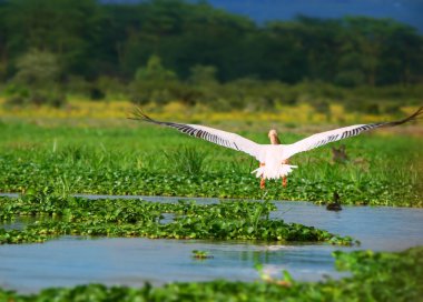 Flying great white pelican clipart