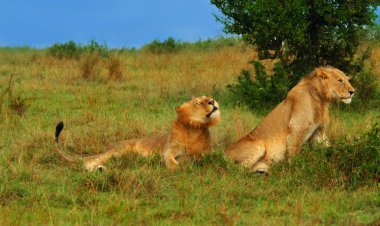 Genç vahşi Afrika aslanları