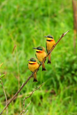 Tree Bee Eaters on the branch clipart