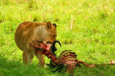 vahşi africam dişi aslan yeme wildebeest