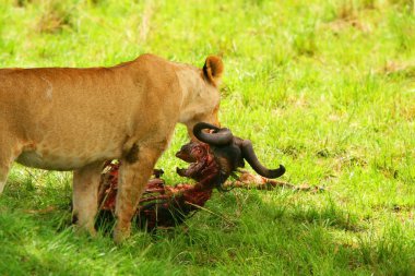 vahşi africam dişi aslan yeme wildebeest