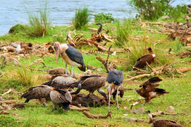 Vultures and Mararou stork clipart