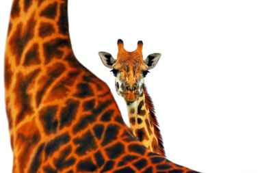 Mother and baby giraffe clipart