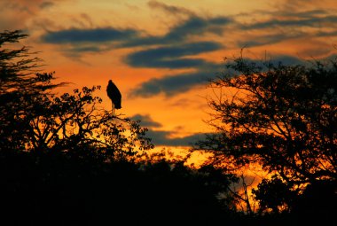 Marabou stork sleeping on the tree branch clipart