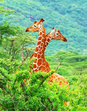 Family of giraffes clipart