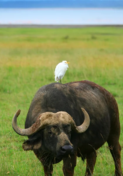 Wild Buffalo and Bird — Stock Photo, Image