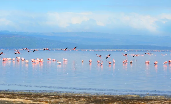 Koppels van flamingo — Stockfoto