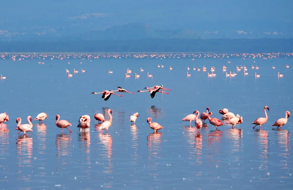 Bandos de flamingo — Fotografia de Stock