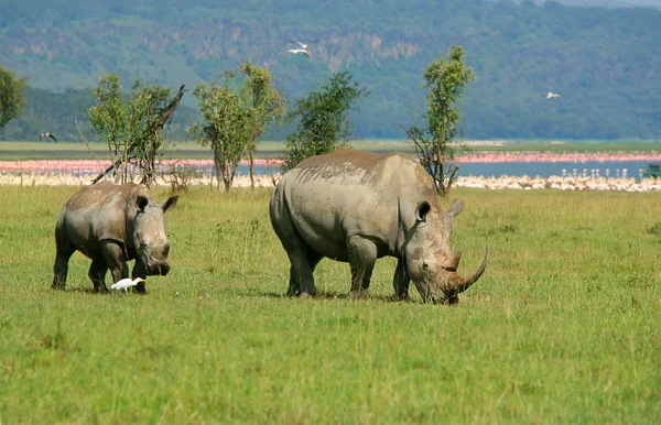 Nosorožec v přírodě — Stock fotografie