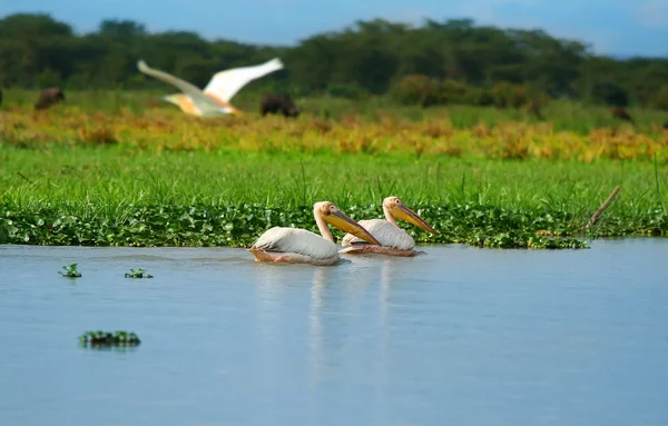 Wielkie białe pelikany — Zdjęcie stockowe