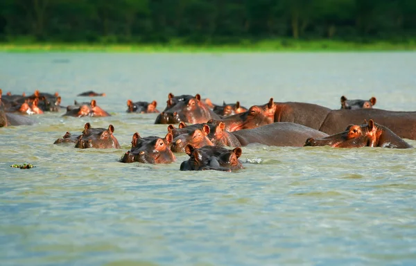 Flusspferde — Stockfoto