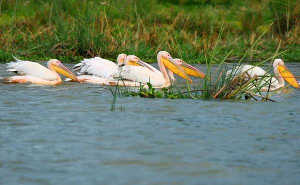 Great white pelicans — Stock Photo, Image