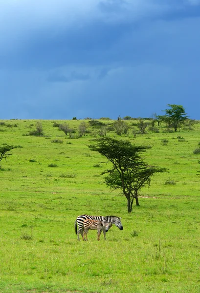 Дикие зебры — стоковое фото
