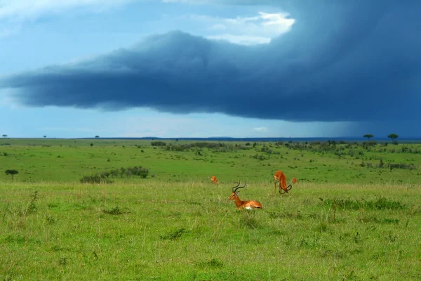 Beleza da África paisagem — Fotografia de Stock