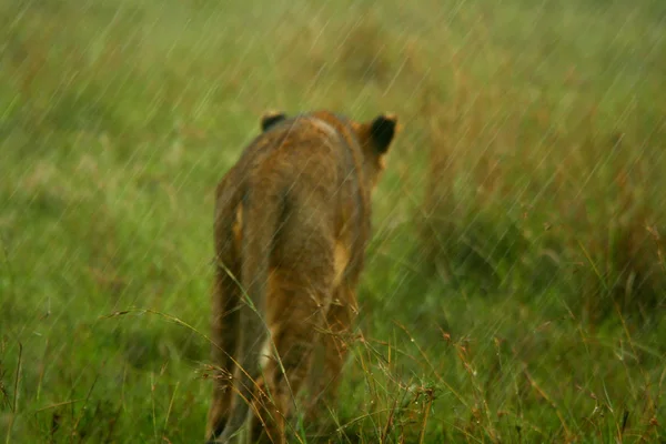雨下的狮子 — 图库照片