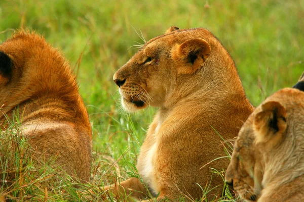 Дикая африканская львица — стоковое фото