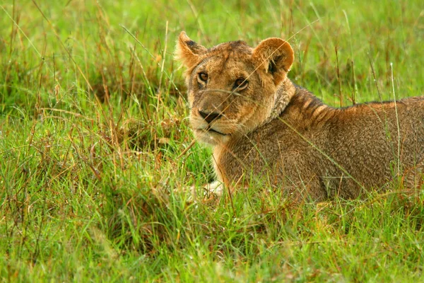 Portrét mladého lva — Stock fotografie