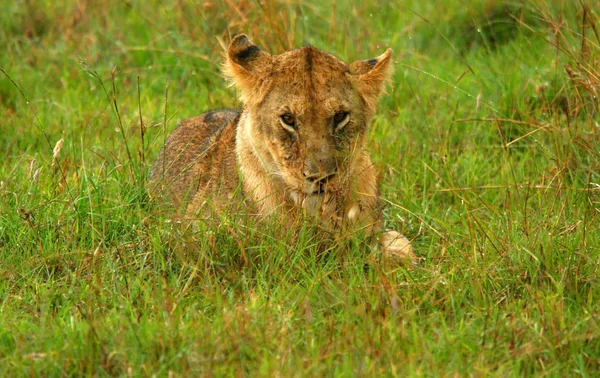 Porträtt av unga lejon — Stockfoto
