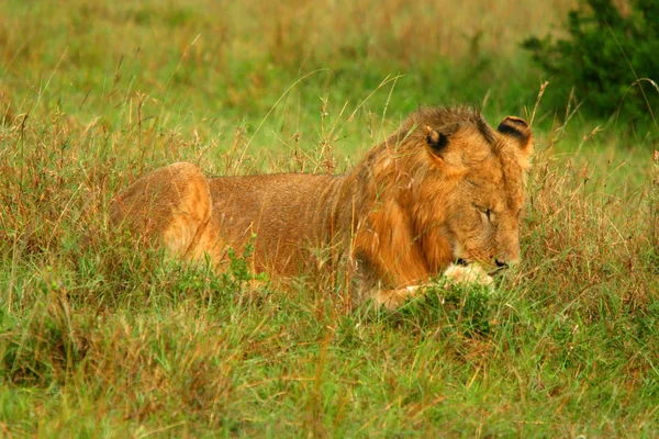 Άγριο αφρικανικό λιοντάρι — Φωτογραφία Αρχείου
